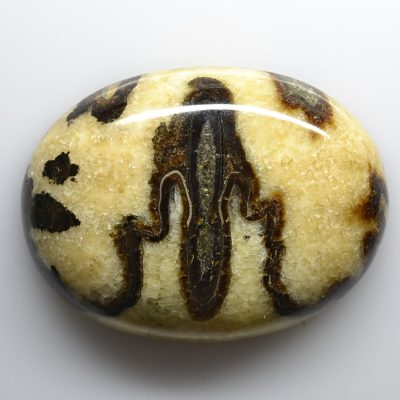 Ammonite-section-97.60-ct.jpg