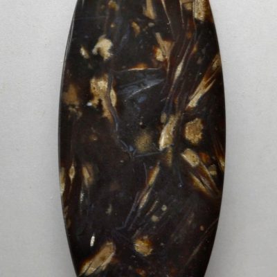 Fossil-foraminiferous-48.44-ct.jpg