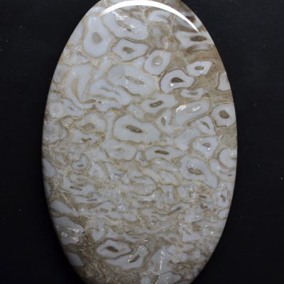 Fossil-root-palm-wood-155-ct.jpg