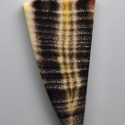 Oak-fossil-wood-22.23-ct.jpg
