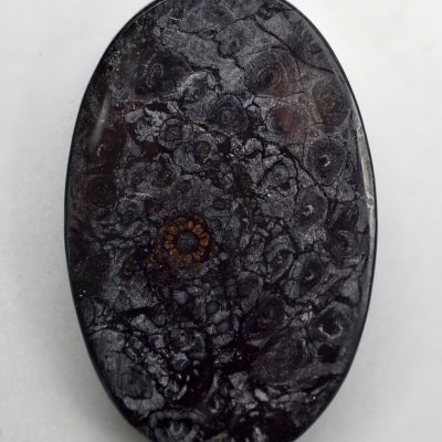 Osmundaceae-21.16-ct.jpg