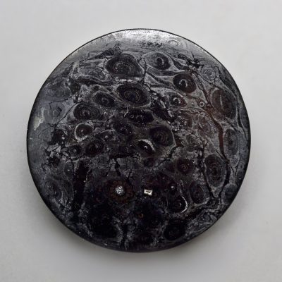 Osmundaceae-26.58-ct.jpg