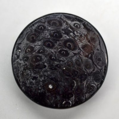 Osmundaceae-31.52-ct.jpg