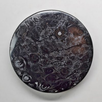 Osmundaceae-32.98-ct.jpg