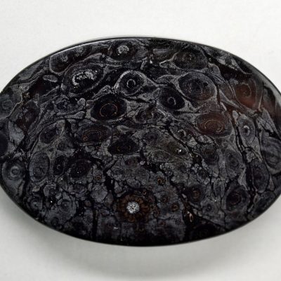 Osmundaceae-33.74-ct.jpg